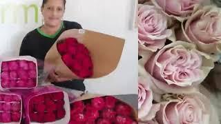 Rose directly from our farms Excellent Flowers Inc