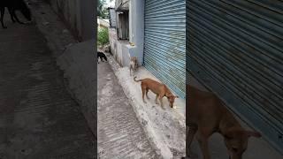 Feeding my walking pets #dogs #animality #shorts