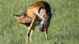 How Mother Deer Giving Birth In The Wild