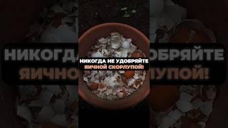 НИКОГДА НЕ УДОБРЯЙТЕ ЯИЧНОЙ СКОРЛУПОЙ свои грядки #дача #урожай #огород #яичнаяскорлупа