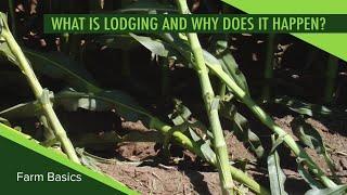 Farm Basics #1108 What is Lodging and Why Does It Happen (Air Date 6-30-19)