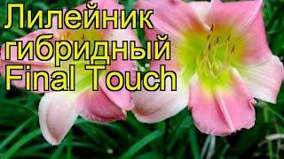 Лилейник гибридный Финал Тач. Краткий обзор, описание характеристик hemerocallis Final Touch