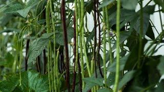 How to grow long bean super productive （高产豇豆）