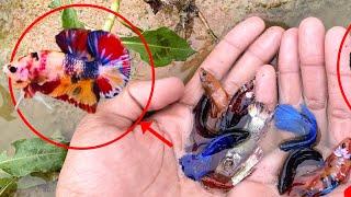 Fishing for Betta: An Unforgettable Nature Experience