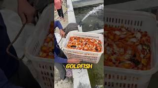 This Goldfish Farm is Full of Hope! #shortsfeed