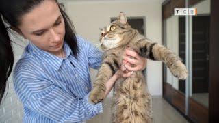 Как держать кота, чтобы он не кусался