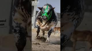 Beautiful cow  tik tok 2020 Mashallah se 1M view Asi Tara amare channel ko subscribe kare