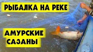 Рыбалка на Амуре. Лов сазана, Судак. Рыбалка сетями