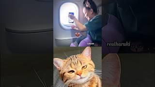 What happen next  #cat #meme #dance #trending