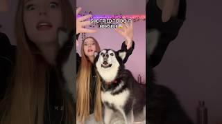 Mishka really said “im a strong independent woman #mishka  #alaskanmalamute #wiggleyourears #dog