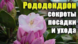 Рододендрон, как ухаживать? Секреты посадки и выращивания. Азалия уход.