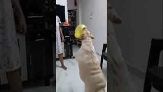 cute dog wants  balloon #dog #viralvideo #evaaurmumma #youtubeshorts ##ytshorts #trending#ytshorts