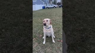 Yellow lab Axel #dog #labrador #yellowlab #funnydogs