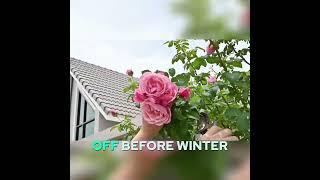 Fall Pruning Tips: Protect Your Roses from Frost