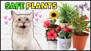 20 SAFE PLANTS for CATS  For the Home and Garden