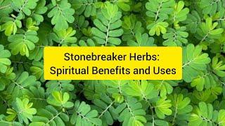 Stonebreaker Herbs: Spiritual Benefits and Uses