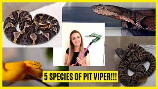 MEET 5 SPECIES OF PIT VIPER!!!