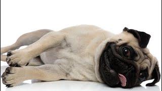 pug dies