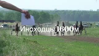 Иноходцы. 1600м. 10.06.2023 Ипподром Маломолево