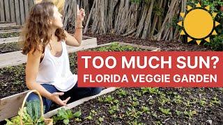 How Much Sun Do I Need to Grow Vegetables in Florida?