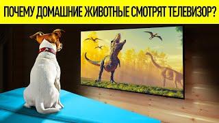 Действительно ли собаки и кошки смотрят телевизор?!