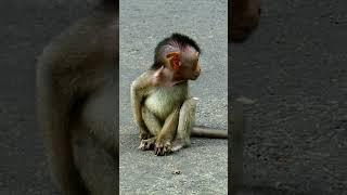 Hungry baby monkey crying sadly