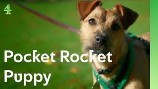 Pocket rocket puppy is eager to impress | The Dog House  | Molly the Patterdale Terrier