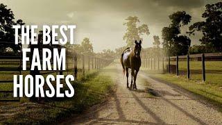 The 15 Best Farm Horses to Help You Around the Farm