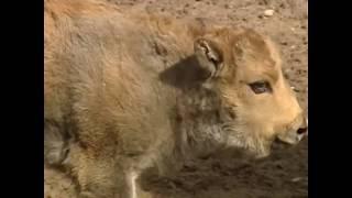 Зубренок | Bison bonasus | European bison | Зубренок в Гродненском зоопарке