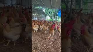 the largest chicken vit page #duckling #mothergoose #farming#duck  #chicken