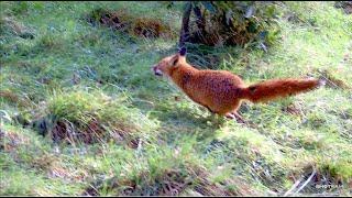 Driven Fox Hunt with Beretta Silver Pigeon 12G with Jagd Terriers Victoria 21/07/2024