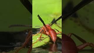 Dangerous Red Paper Wasp  in 4K!