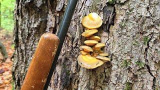 Fall Mushroom Foraging and Cookup