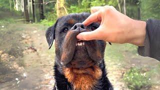 Rottweiler  The Truth About Their Health!