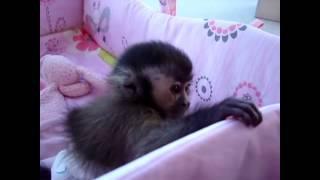 МАЛЕНЬКИЕ ОБЕЗЬЯНКИ - ПОДБОРКА ПРИКОЛОВ \ FUNNY AND CUTE LITTLE MONKEYS