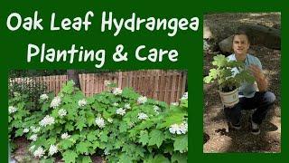 Oak Leaf Hydrangea - How to Plant & Care for Hydrangea quercifolia