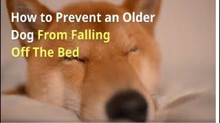 How to Prevent an Older Dog From Falling