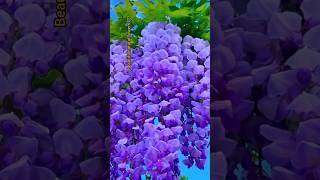 purple wisteria flowers #natural #flower #shorts