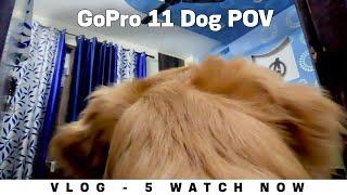 GoPro Dog POV   #vlog #doglover #goldenretriever #dog #gopro  #doggopro