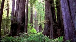 Old Forest from the Redwood Coast by Wayne Williams