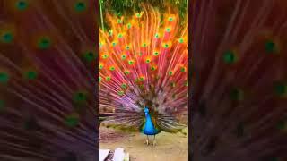 peacock #moorstyle #peacocklovers #peacockdancing #peacocks #mor dancing