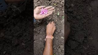 I am sowing corn seeds #nature #farming #cornseed #shorts