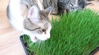 How To Grow Wheatgrass For Cats - Wheatgrass Growing Kit - Cat Grass