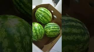 арбуз тоо мойун #shortvideo #food #youtube #еда #coffee #доставка #вкусно #travel #rek #sushilife