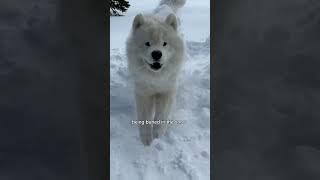 What should sled dog try this winter?! ‍️️ #dog #samoyed