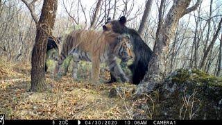 Siberian tigers and brown bears from Jewish Autonomous Region