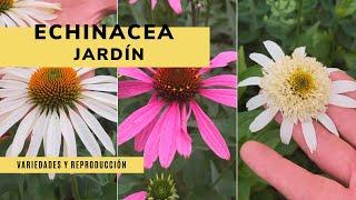 Echinacea: variedades y reproducción  ¡Perfecta para el jardín! - Jardinatis