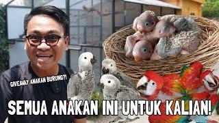 BANYAK BURUNG MENETAS ANAKANNYA UNTUK KALIAN ‼️