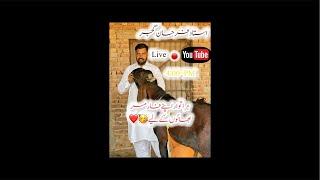 ustad farhan gujjar is live