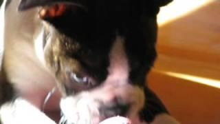 Rupert the Boston Terrier